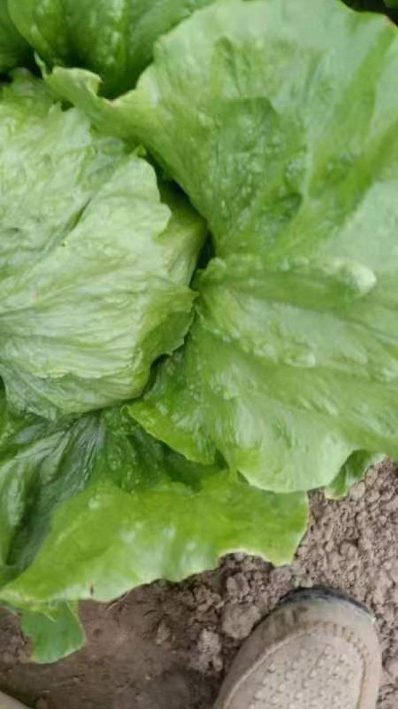 【推荐】球生菜一手货源量大价优供应市场商超电商