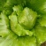 【推荐】球生菜一手货源量大价优供应市场商超电商