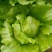【推荐】球生菜一手货源量大价优供应市场商超电商
