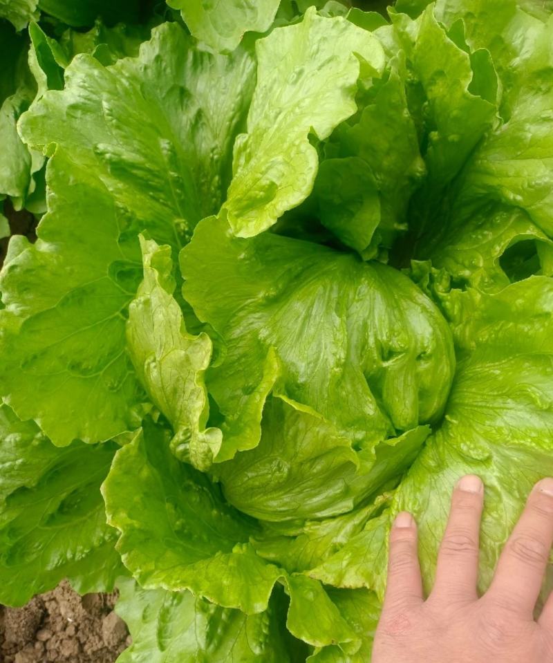 【推荐】球生菜一手货源量大价优供应市场商超电商