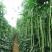 豆角大量上市货源充足产地直发量大从优欢迎采购商咨询