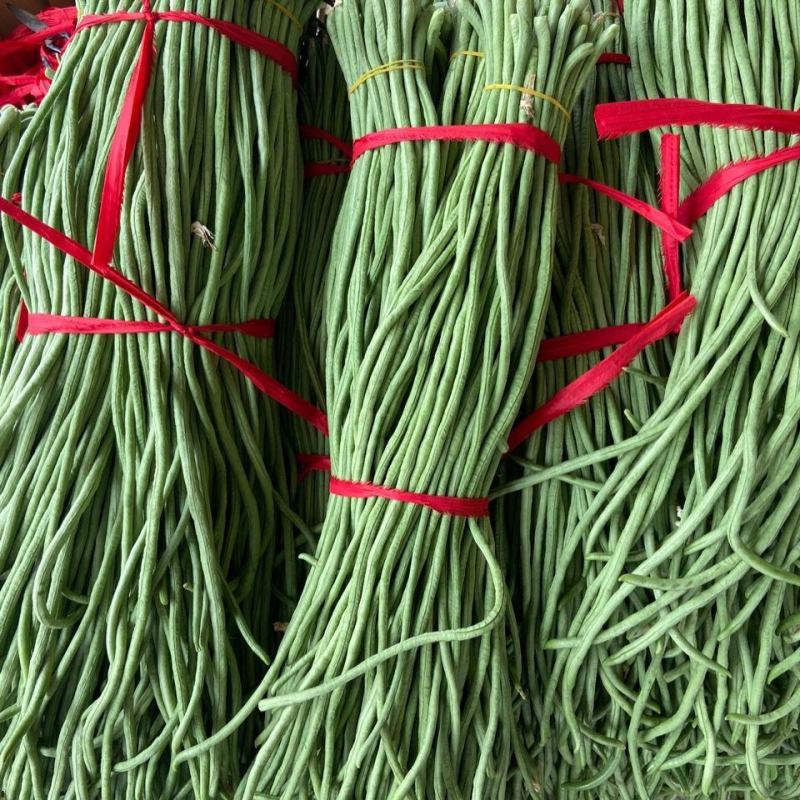豆角大量上市货源充足产地直发量大从优欢迎采购商咨询