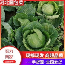 【推荐】河北圆包菜一手货源供应市场商超电商量大价优