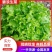 河北生菜散叶生菜球生菜碧浪碧绿生菜一手货源量大价优