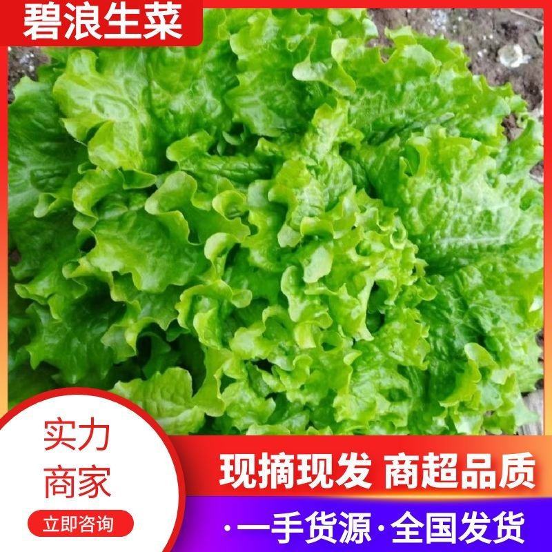 河北生菜散叶生菜球生菜碧浪碧绿生菜一手货源量大价优
