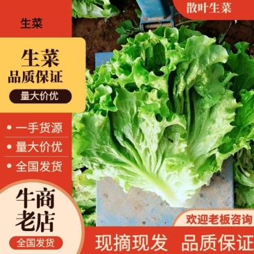 【推荐】散叶生菜碧浪碧绿生菜一手货源量大价优