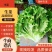 【推荐】散叶生菜碧浪碧绿生菜一手货源量大价优