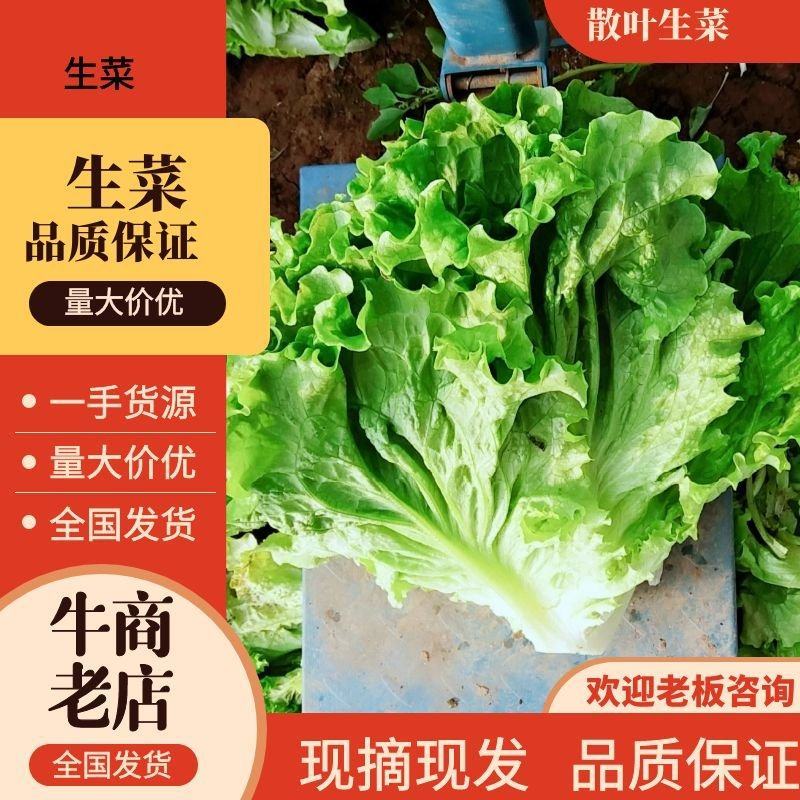 【推荐】散叶生菜碧浪碧绿生菜一手货源量大价优