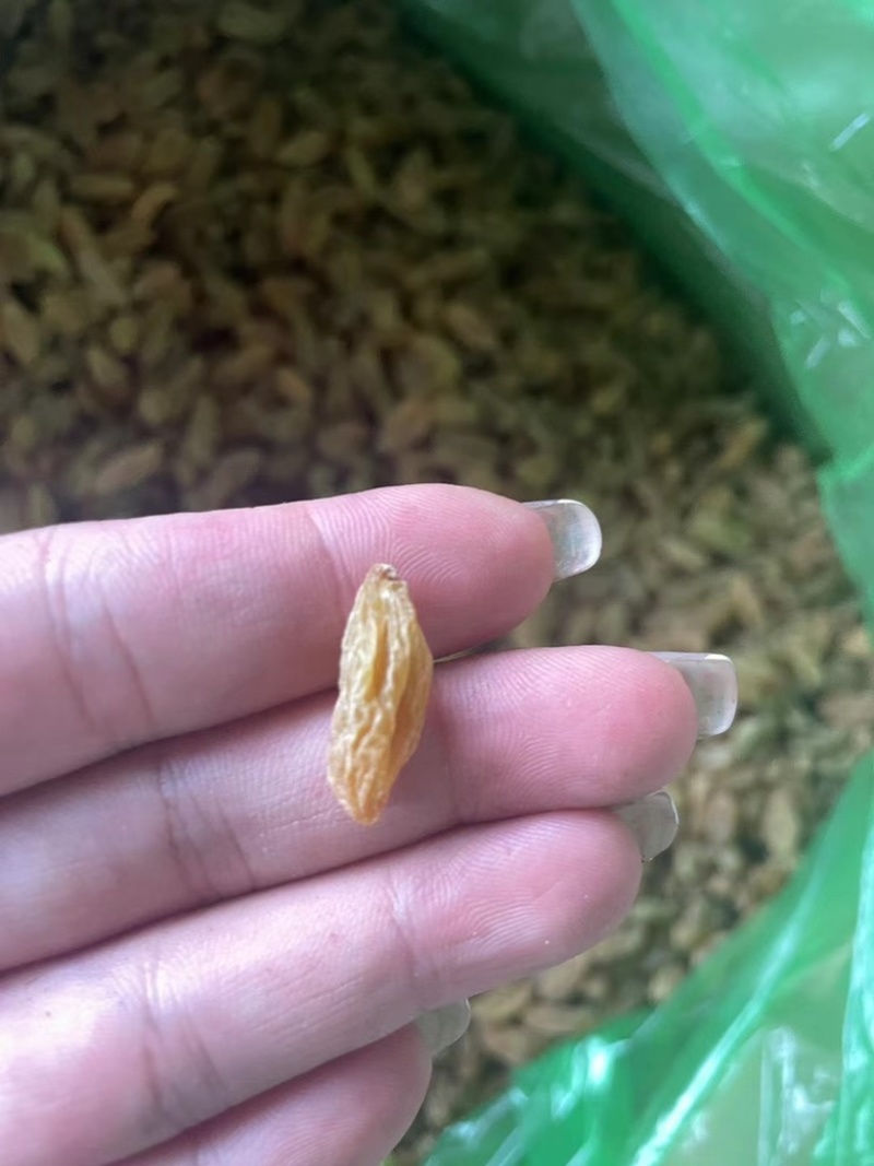 新疆特产散装绿葡萄干超大颗粒免洗即食葡萄干批发