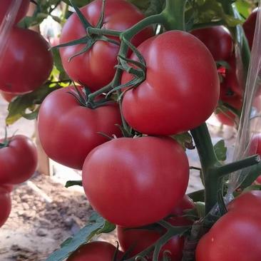 甘肃西红柿种子大量供应，规格齐全，品质保证，成活率高
