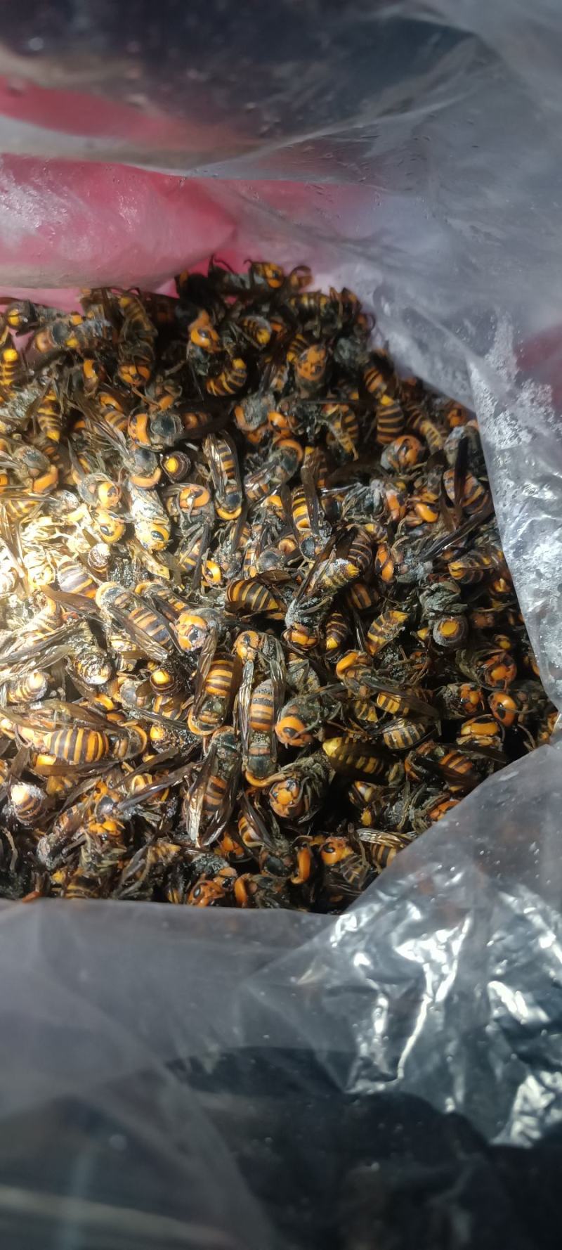 虎头蜂老蜂