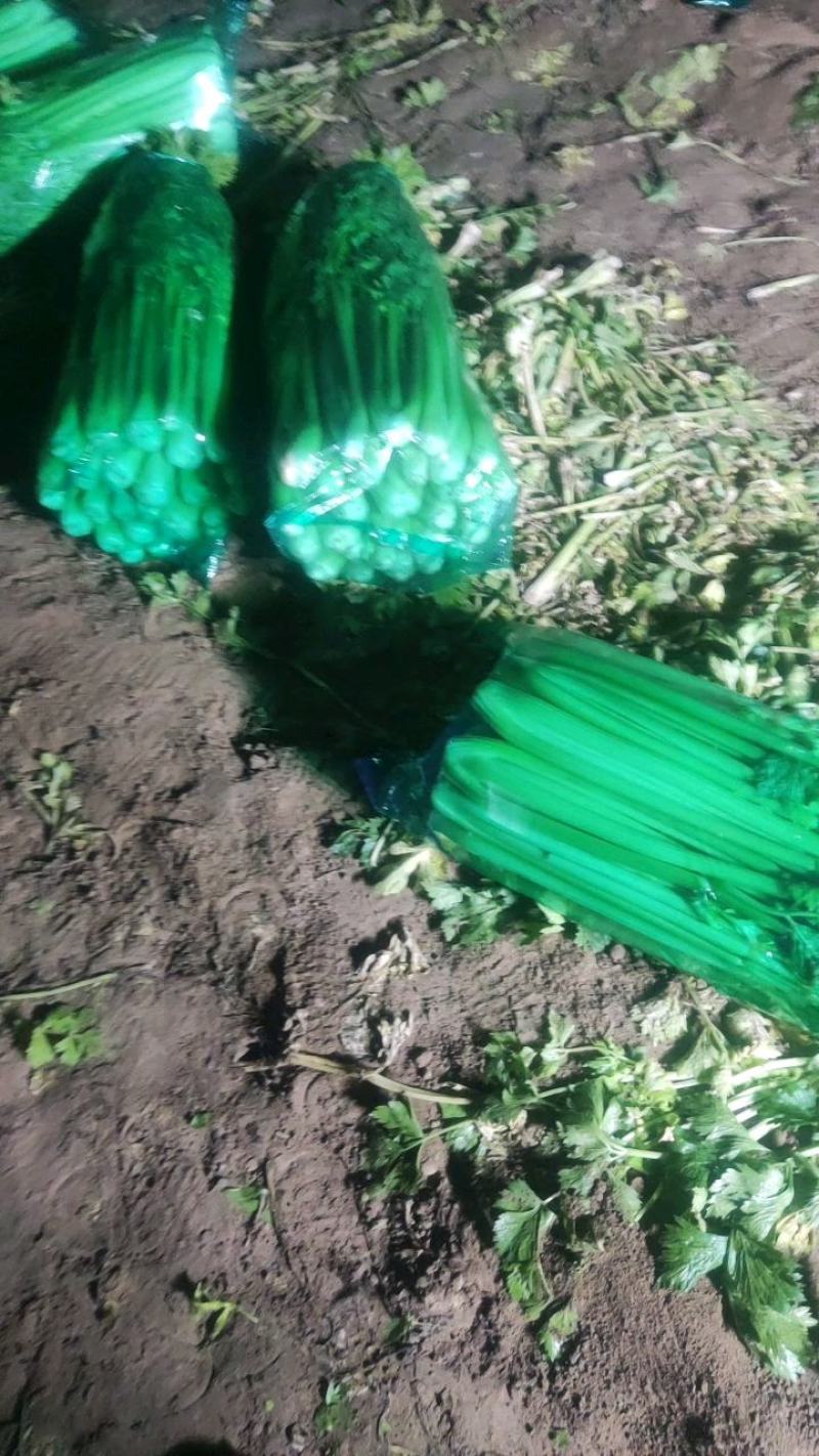曹县，青堌集镇，千亩暖棚西芹大量上市，年前一直有菜，