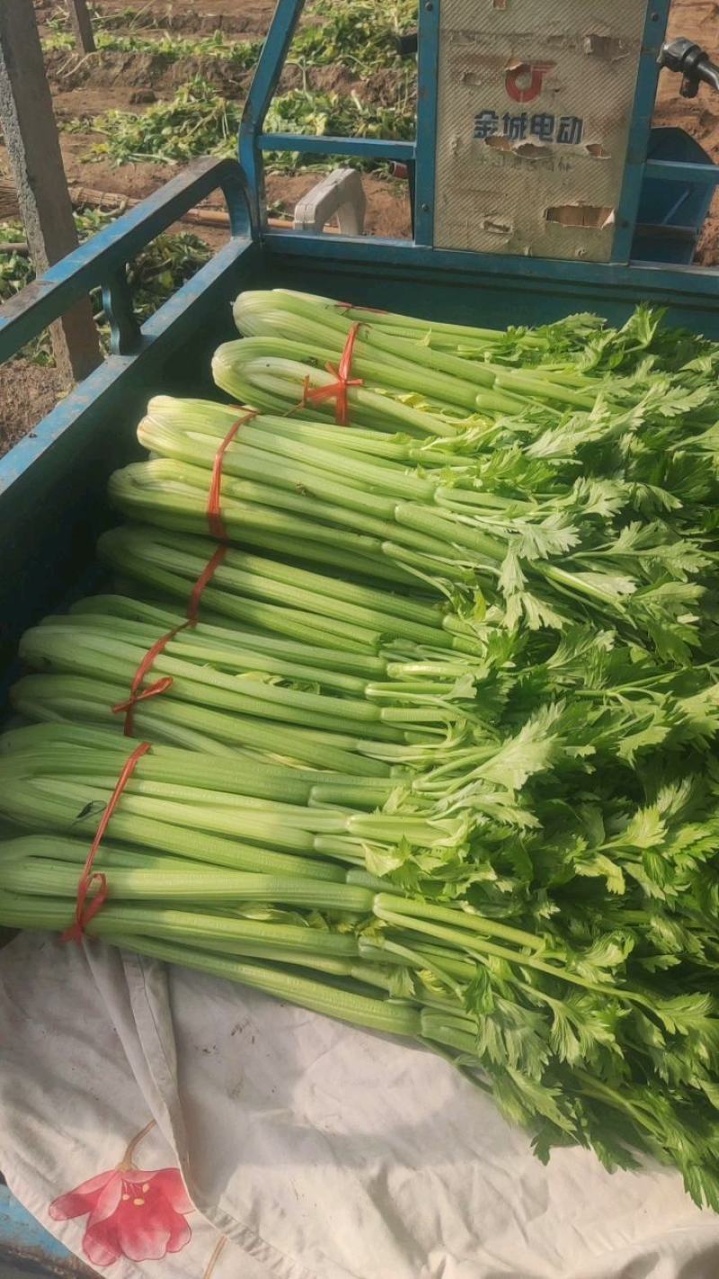 曹县，青堌集镇，千亩暖棚西芹大量上市，年前一直有菜，