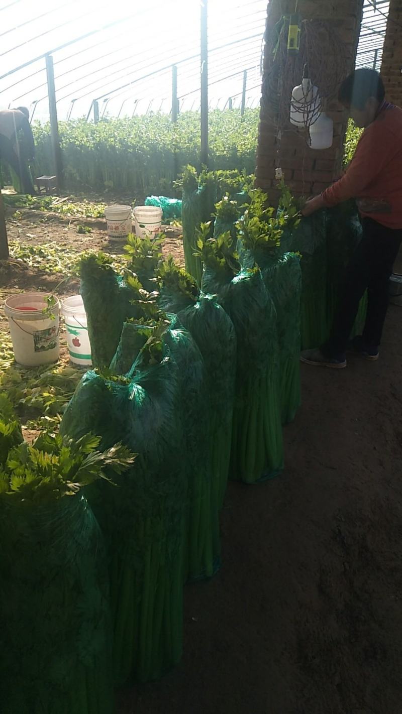 曹县，青堌集镇，千亩暖棚西芹大量上市，年前一直有菜，