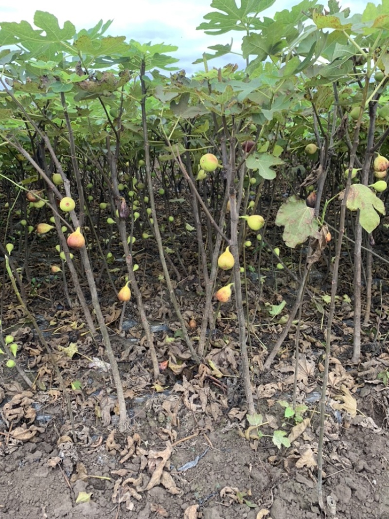 特大无花果波姬红无花果树苗当年结果