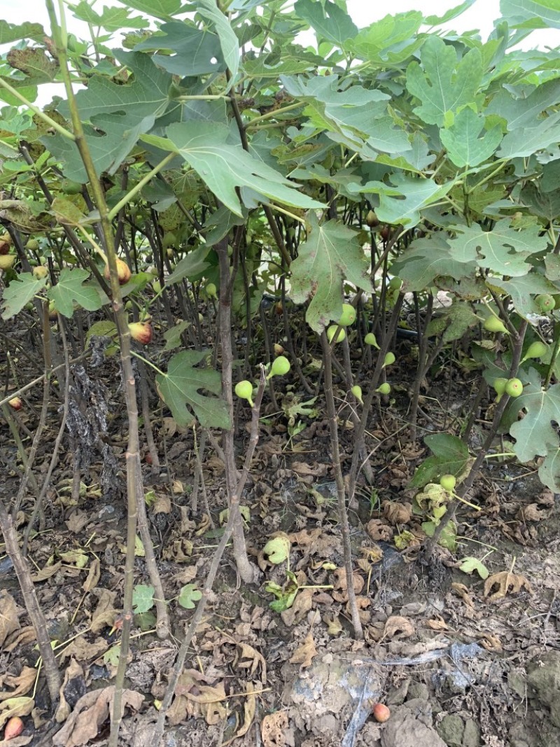 特大无花果波姬红无花果树苗当年结果