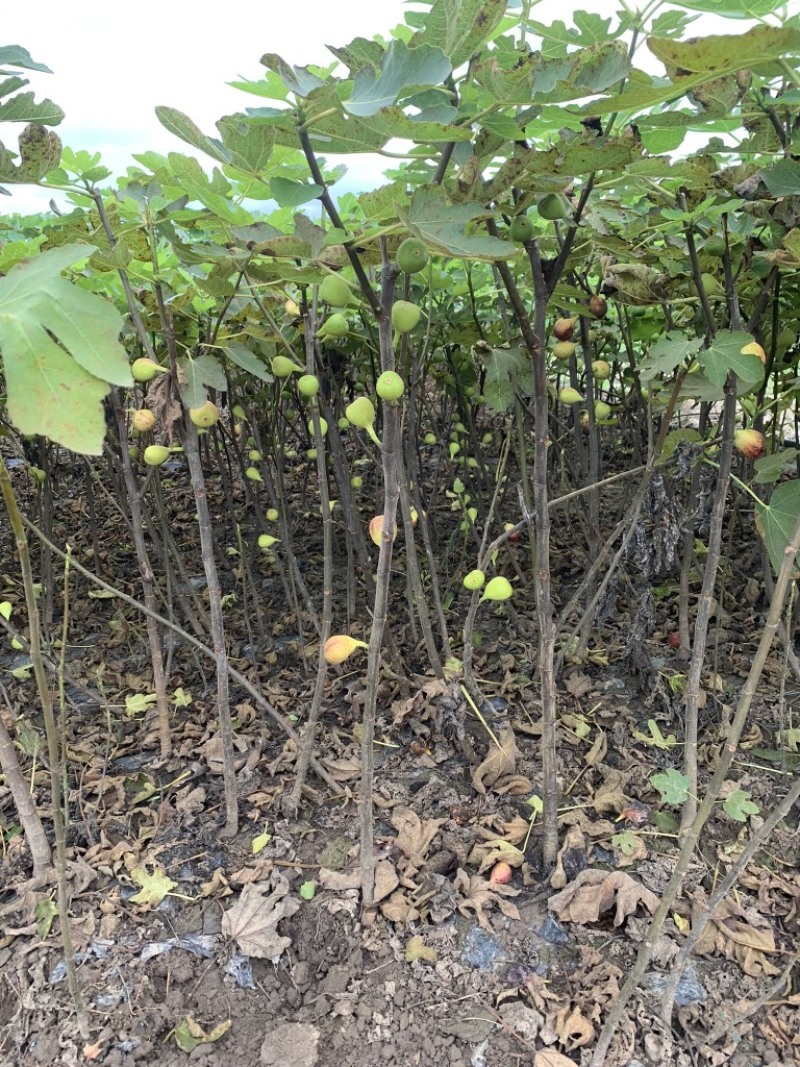 特大无花果波姬红无花果树苗当年结果