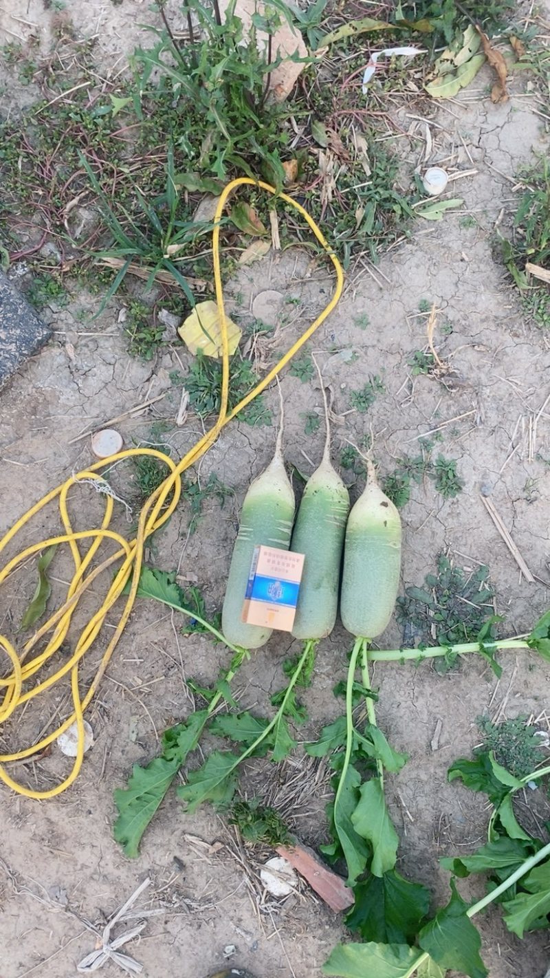 产地基地种植水果萝卜冰激凌萝卜，大量批发