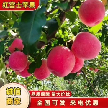 富士冰糖心套袋.光果高山产区保质保量千亩产地发货