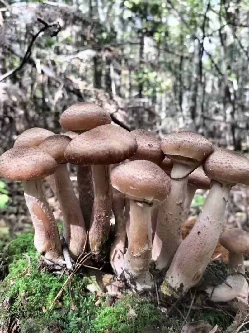 东北野生榛蘑