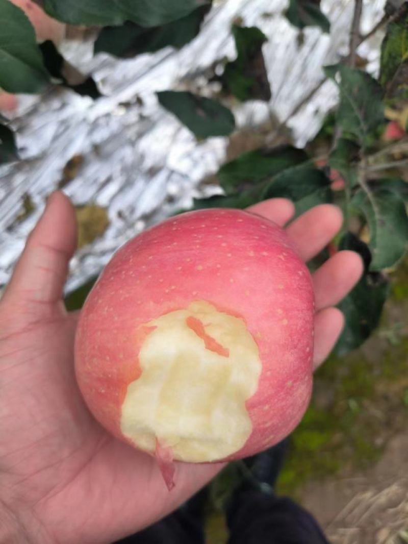 富士冰糖心套袋.光果高山产区保质保量千亩产地发货