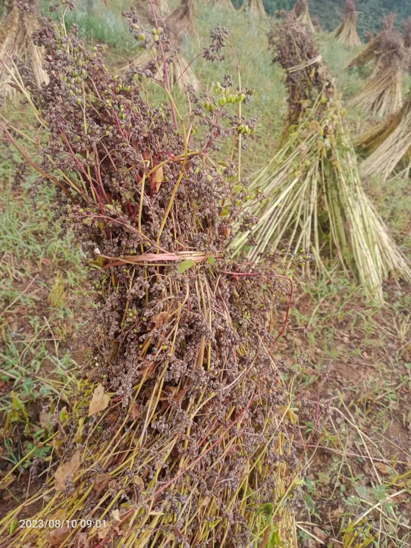 云南大凉山高海拔苦荞麦，品质保障产地供应，可视频看货