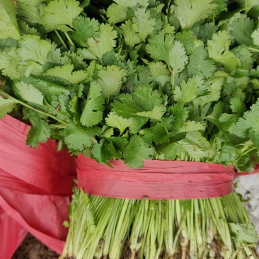 精品大叶香菜，本地大量供应中，全国可发，一条龙服务