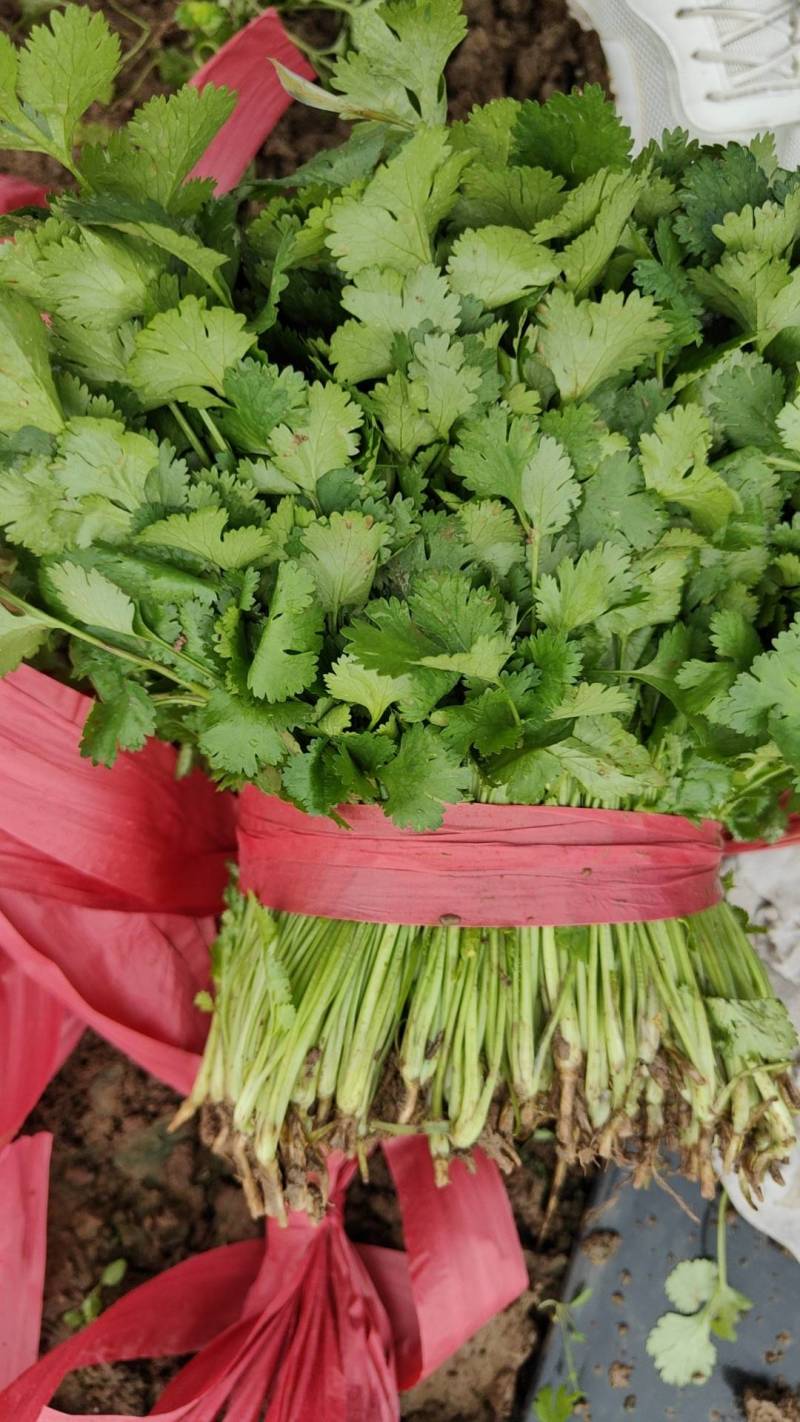 精品大叶香菜，本地大量供应中，全国可发，一条龙服务