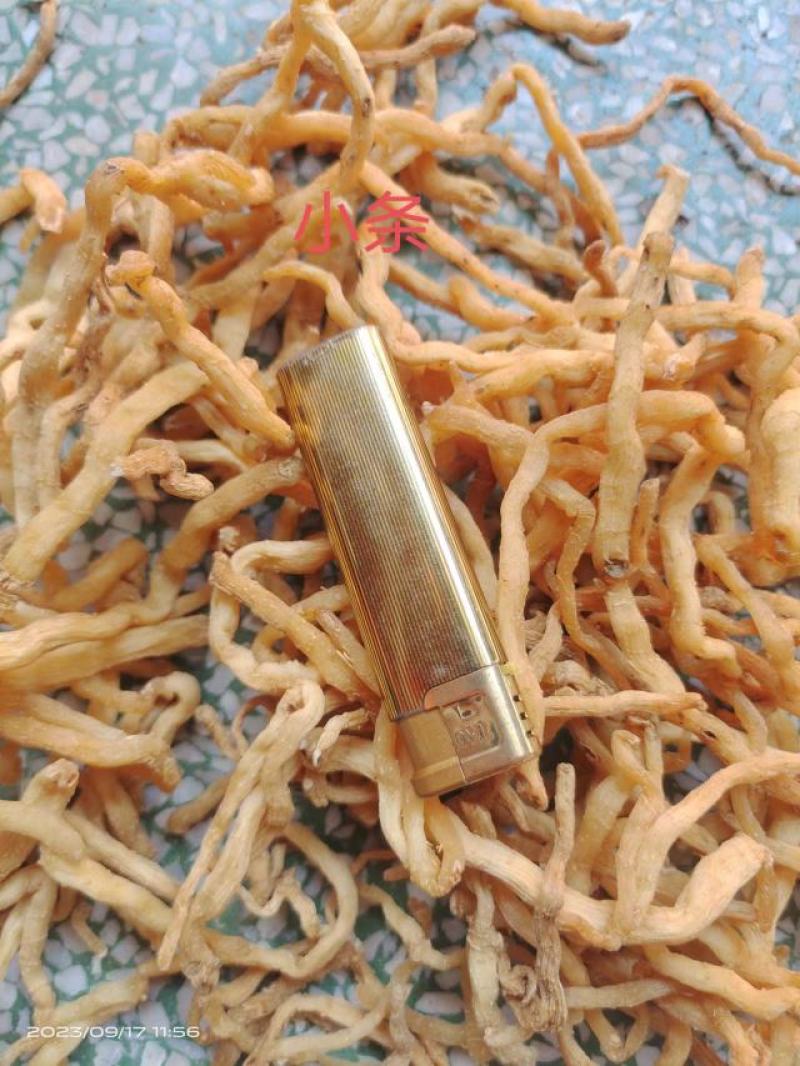 广东连州玉竹条