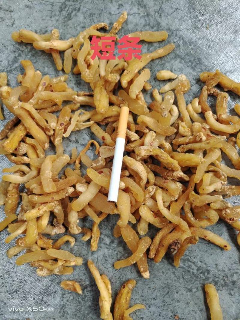 广东连州玉竹条
