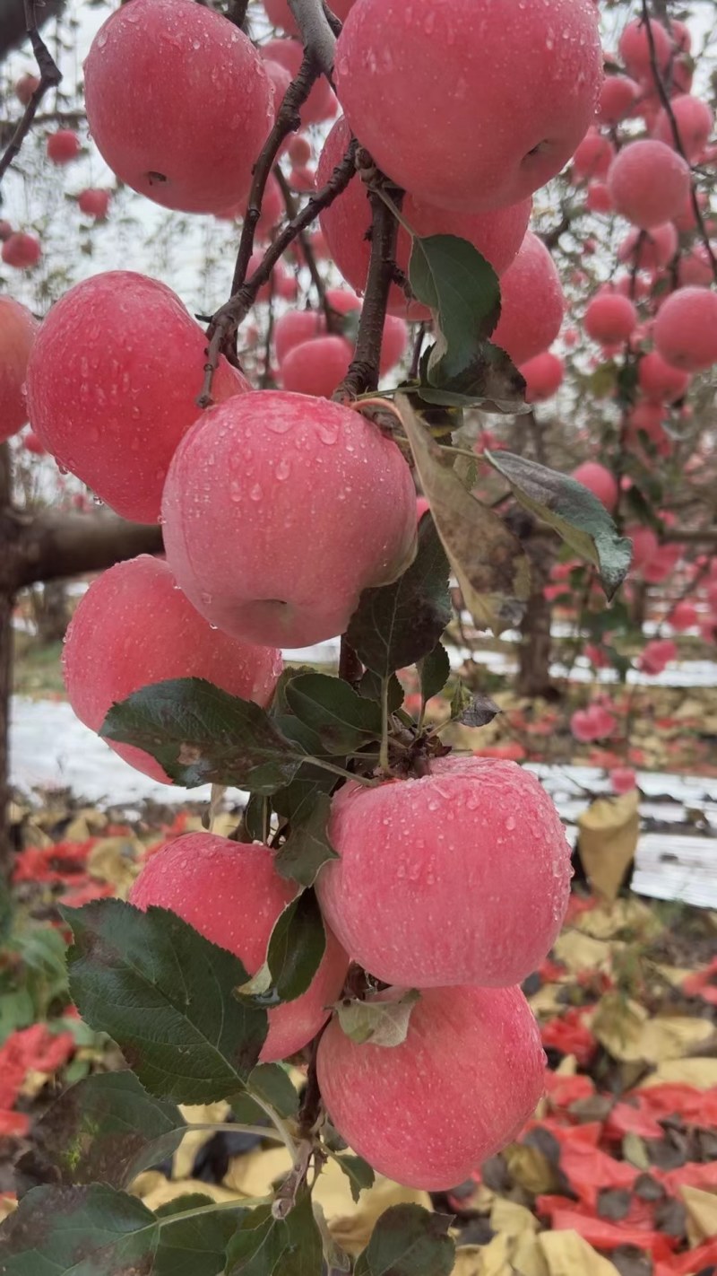 山西吉县壶口优越的地理环境造就了口感极佳的苹果