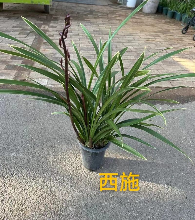 西施齐赞赞两大支花22一盆实物实拍图叶片青绿花剑长基地直