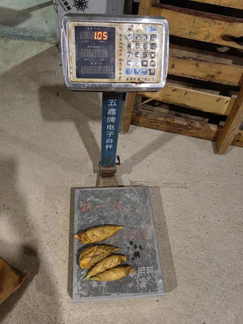 福建深山黄泥冬笋，提供直播场地，支持整车及一件代发业务