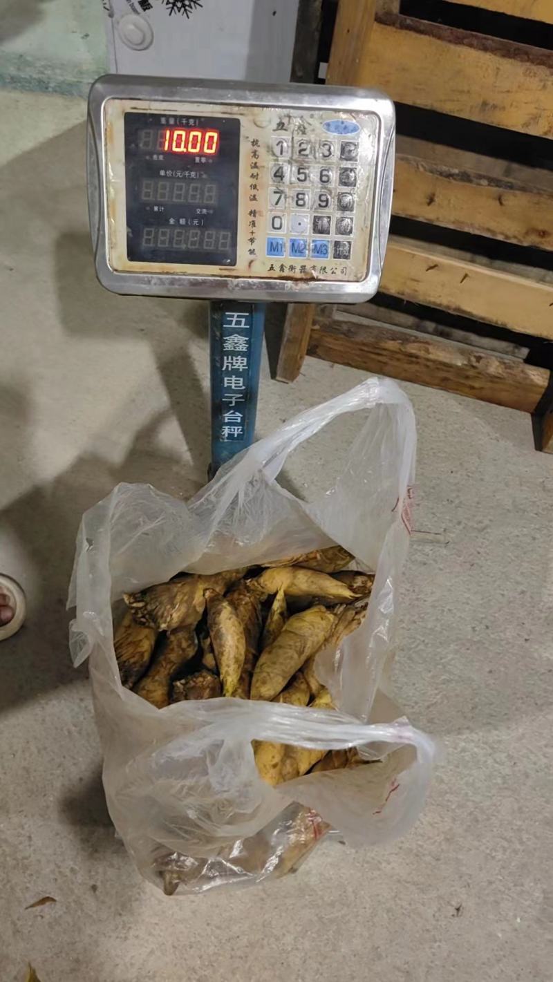 福建深山黄泥冬笋，提供直播场地，支持整车及一件代发业务