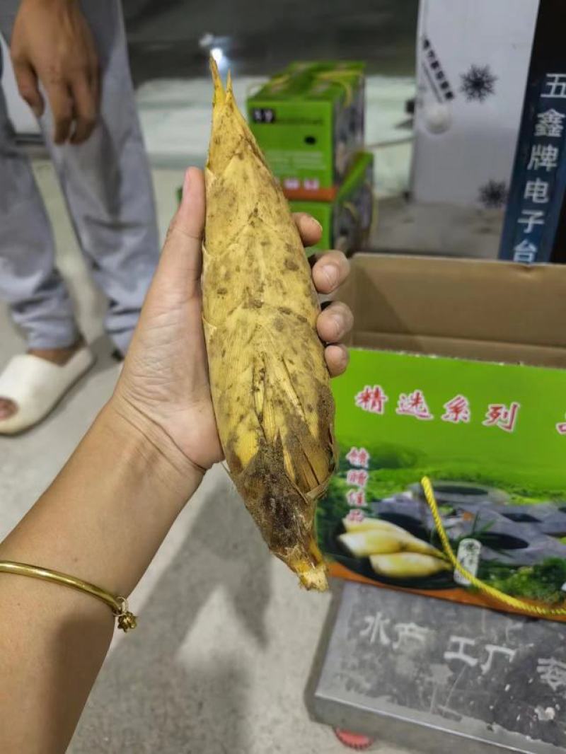 福建深山黄泥冬笋，提供直播场地，支持整车及一件代发业务