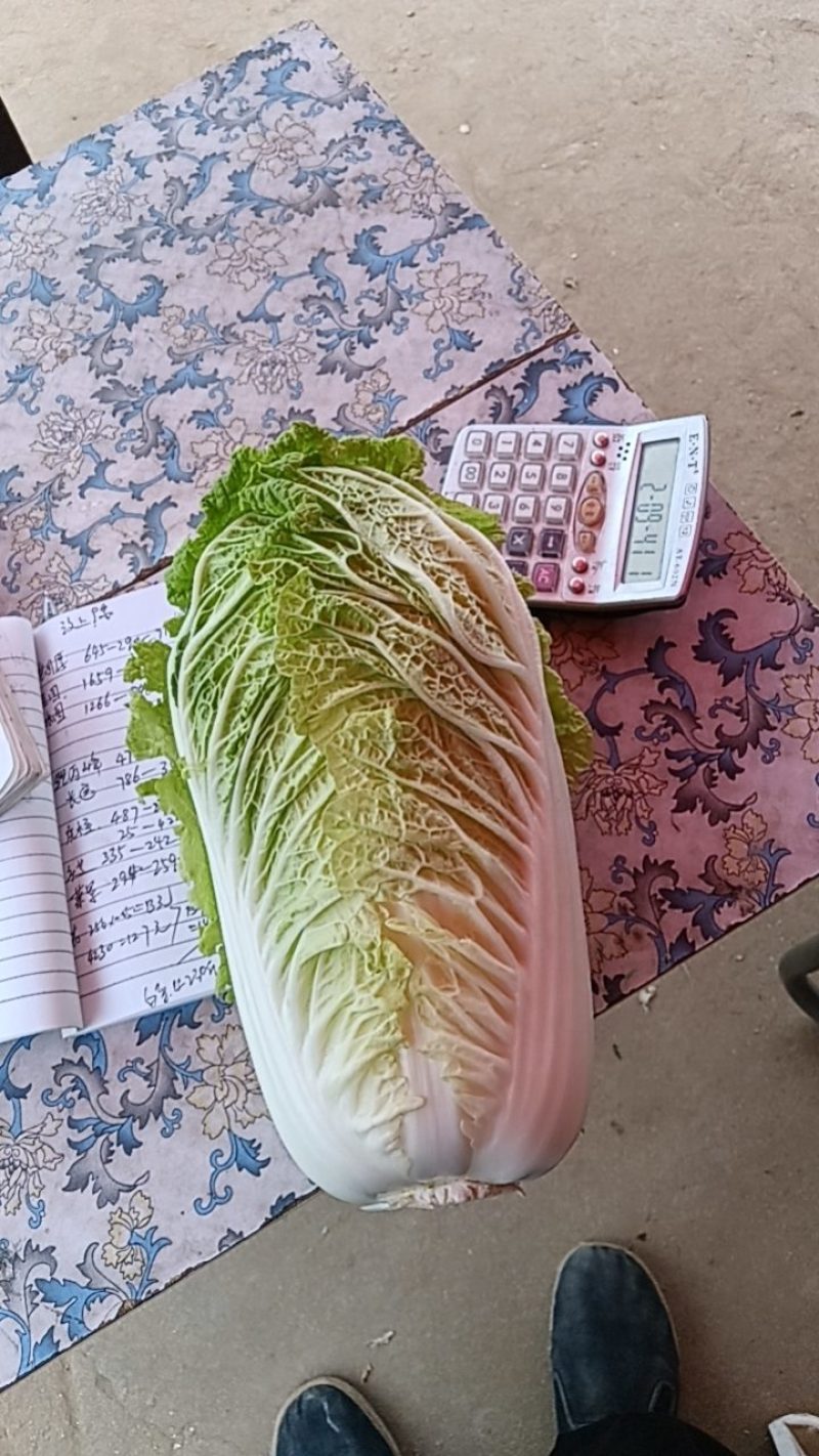 山东省肥城市黄心大白菜