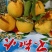丑八怪，大炮果，纯甜无酸味，对接各大电商，商超，出口
