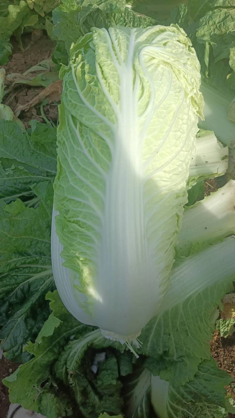 北京三号菜