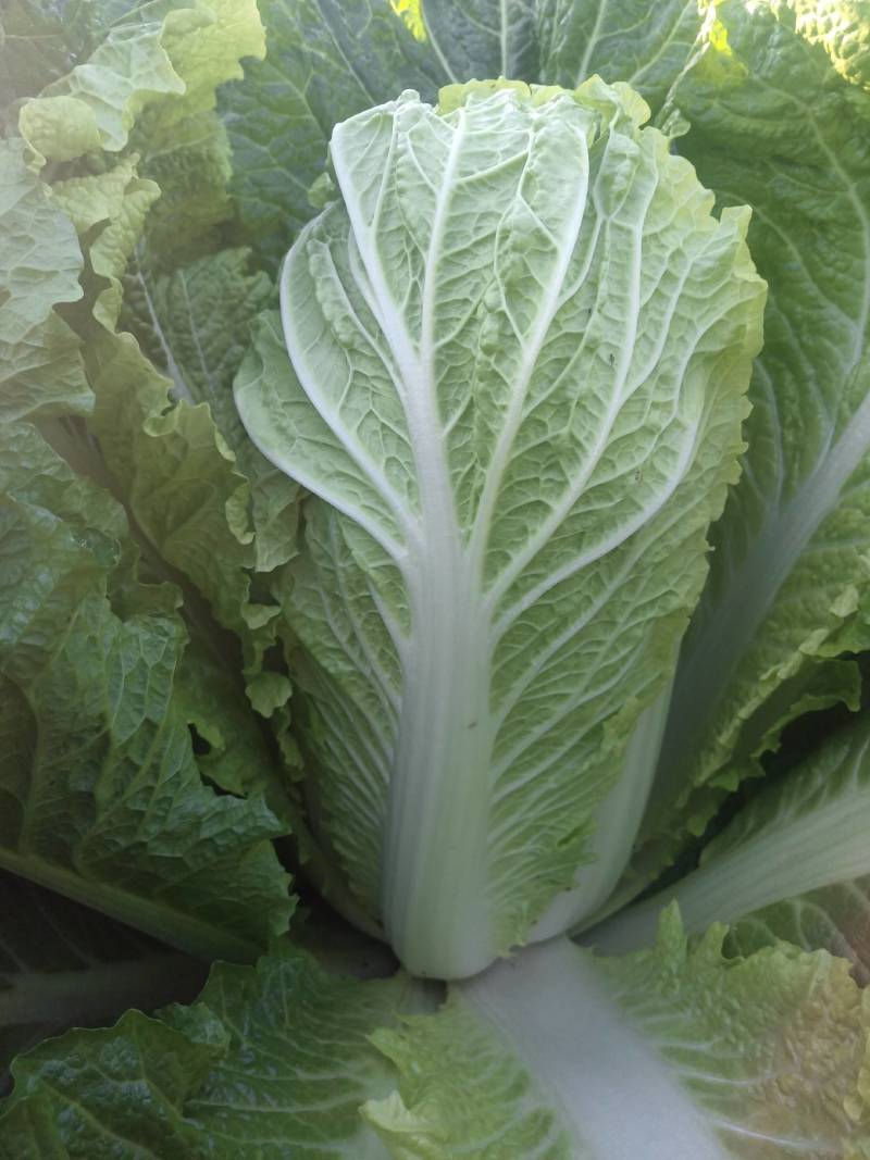 北京三号菜