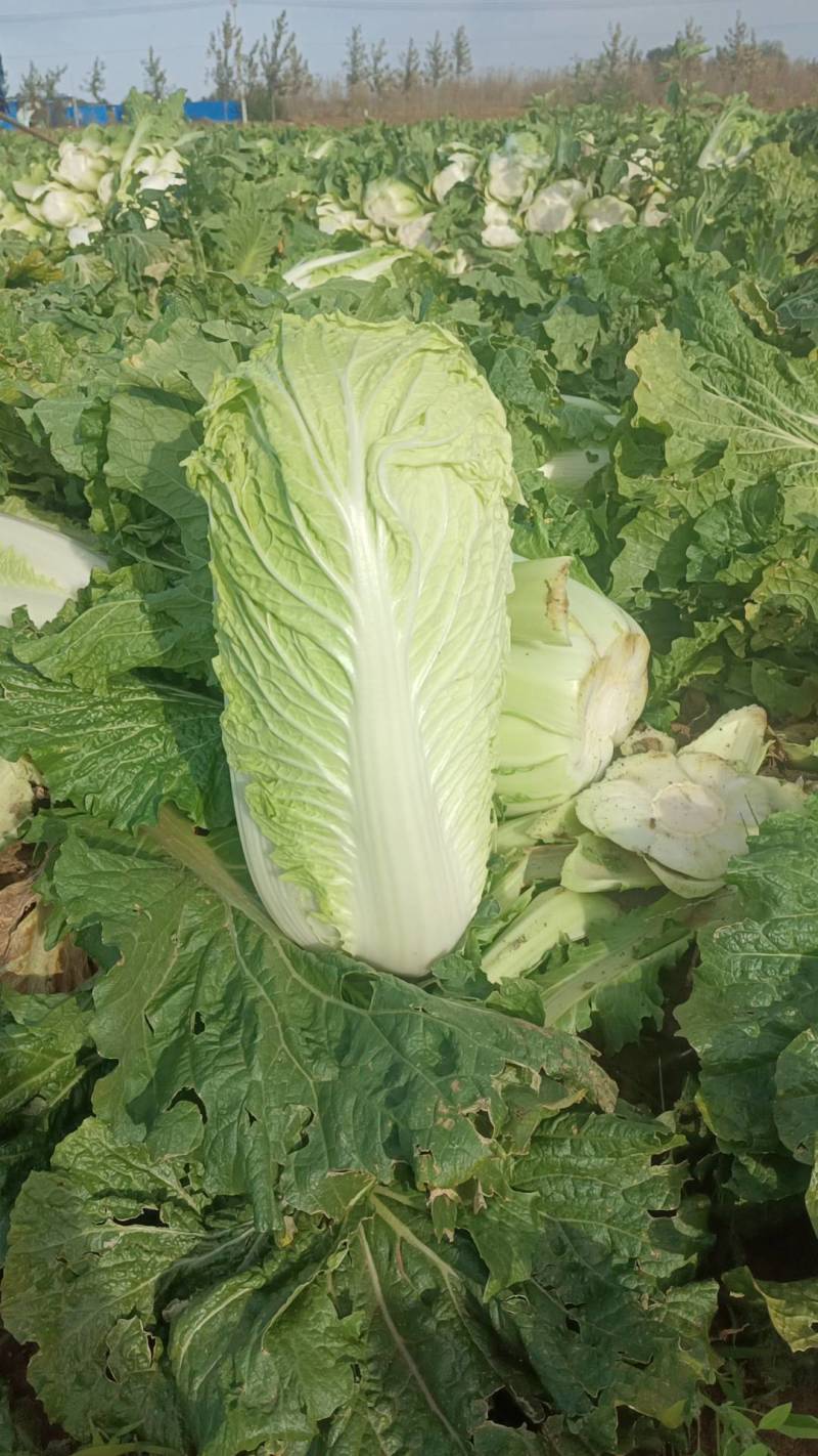 北京三号菜