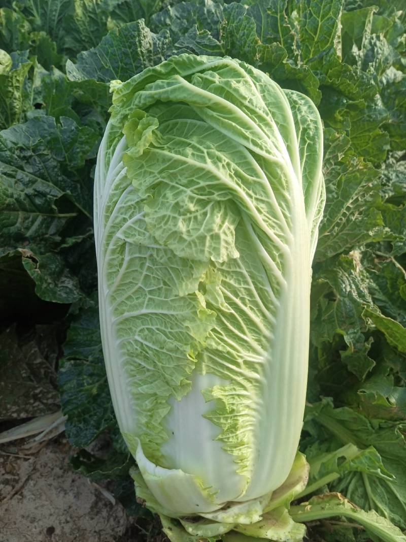 北京三号菜
