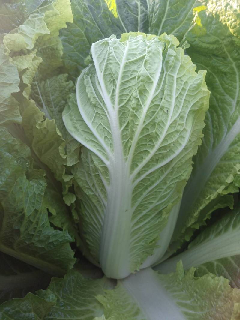 北京三号菜