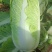 北京三号菜