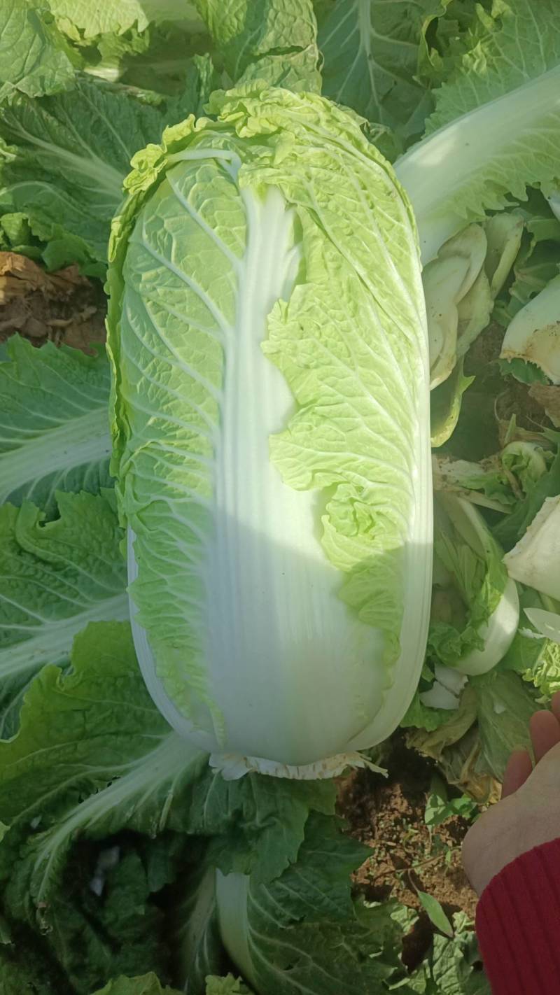 北京三号菜