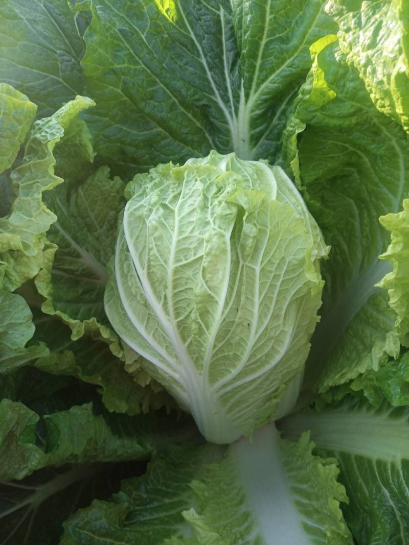 北京三号菜