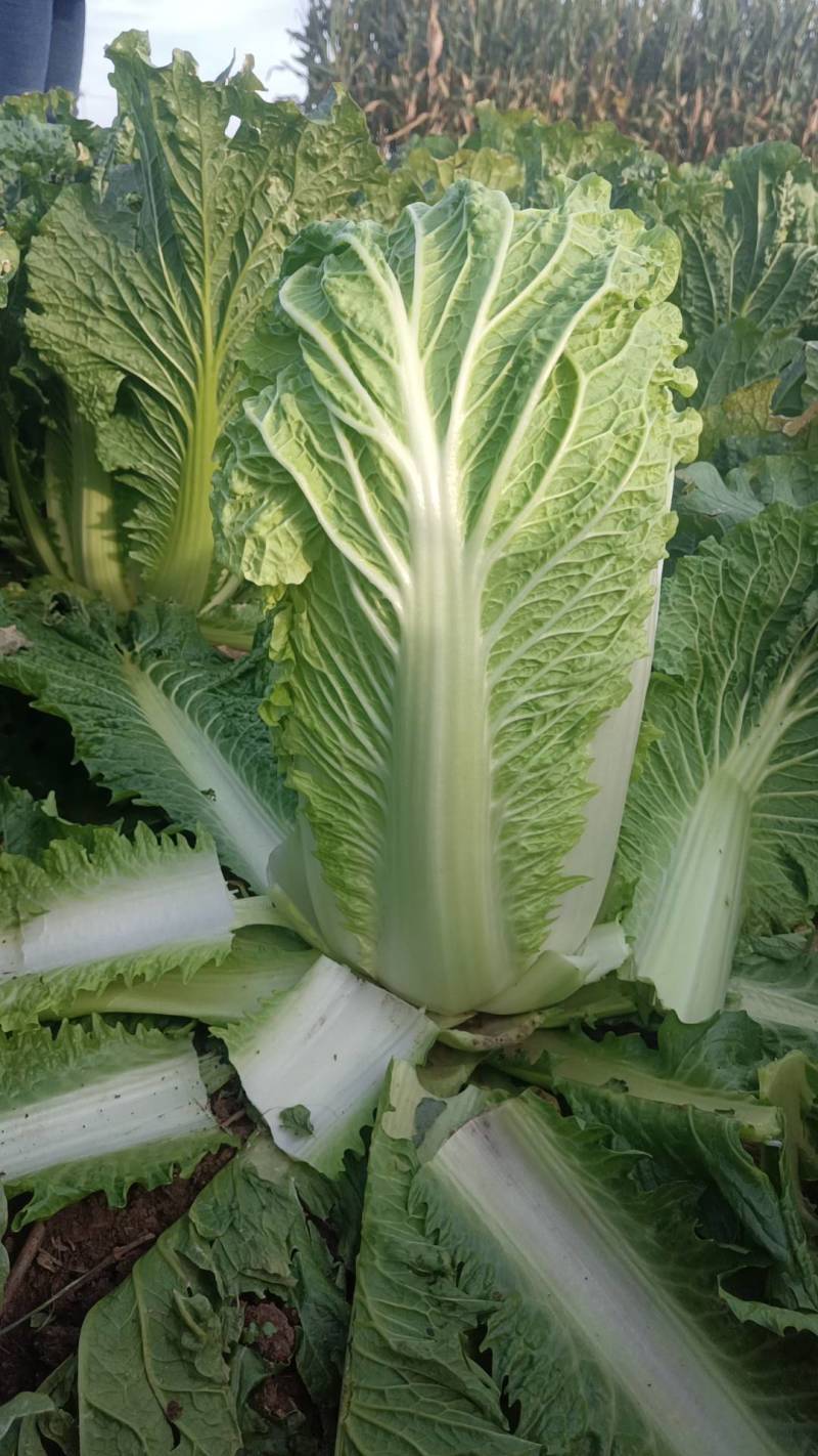 北京三号菜