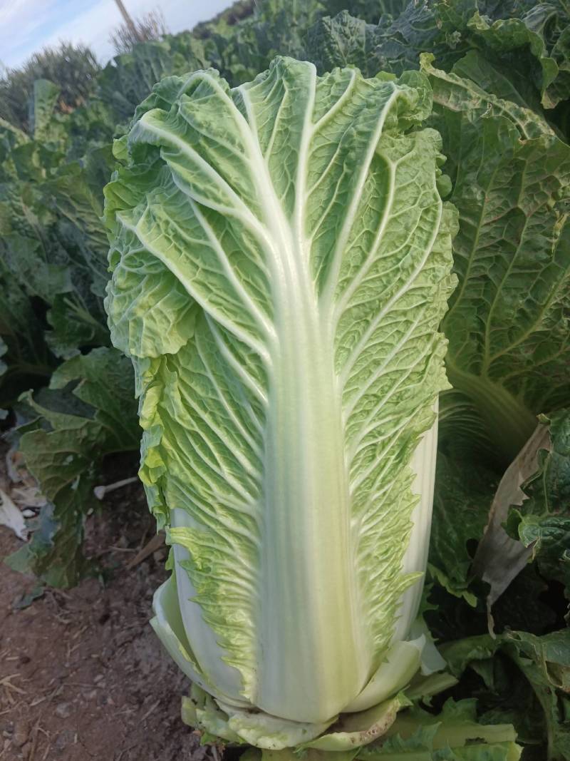北京三号菜