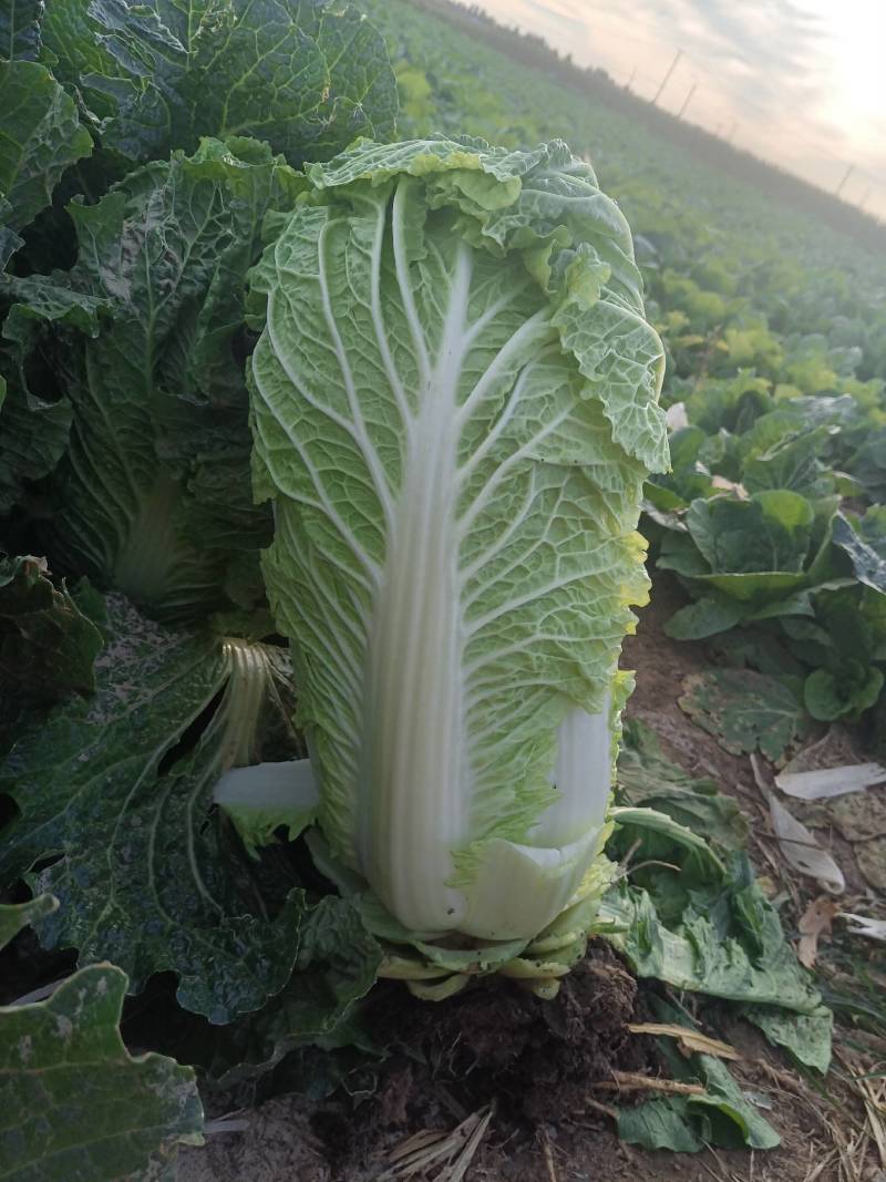 北京三号菜