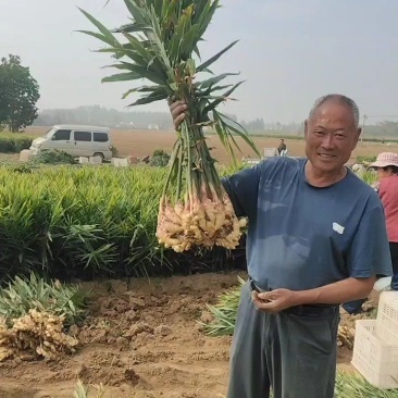 【红芽】鲜姜基地批发大黄姜！小黄姜，品质保证，全国发货