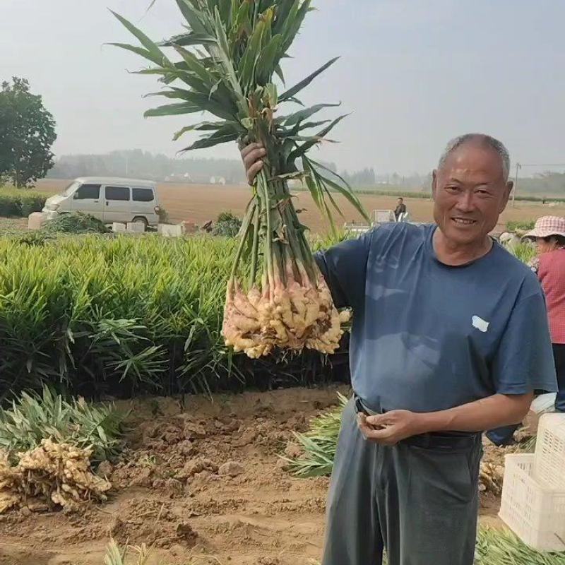 【红芽】鲜姜基地批发大黄姜！小黄姜，品质保证，全国发货